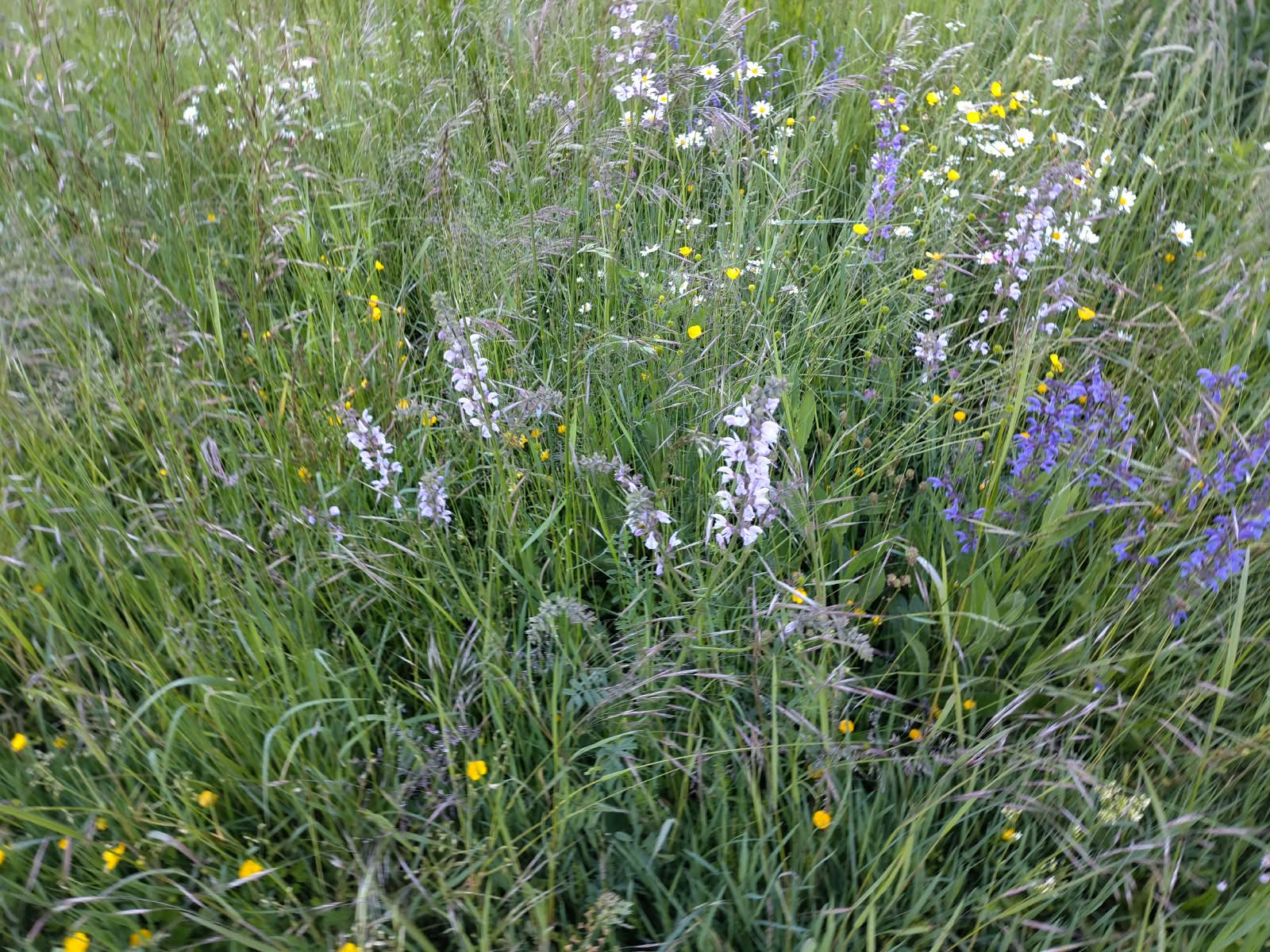 Prairie mi-haute de marguerites et de graminées dans une lumière douce, arrière-plan boisé flou